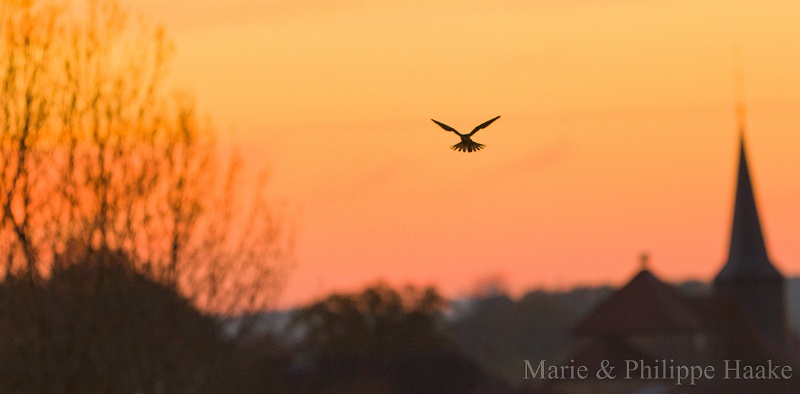 Faucon crecerelle 6495.jpg - Faucon crécerelle - Common Kestrel - Falco Tinnunculus au coucher du soleil (Lac du Der, France, novembre 2011)